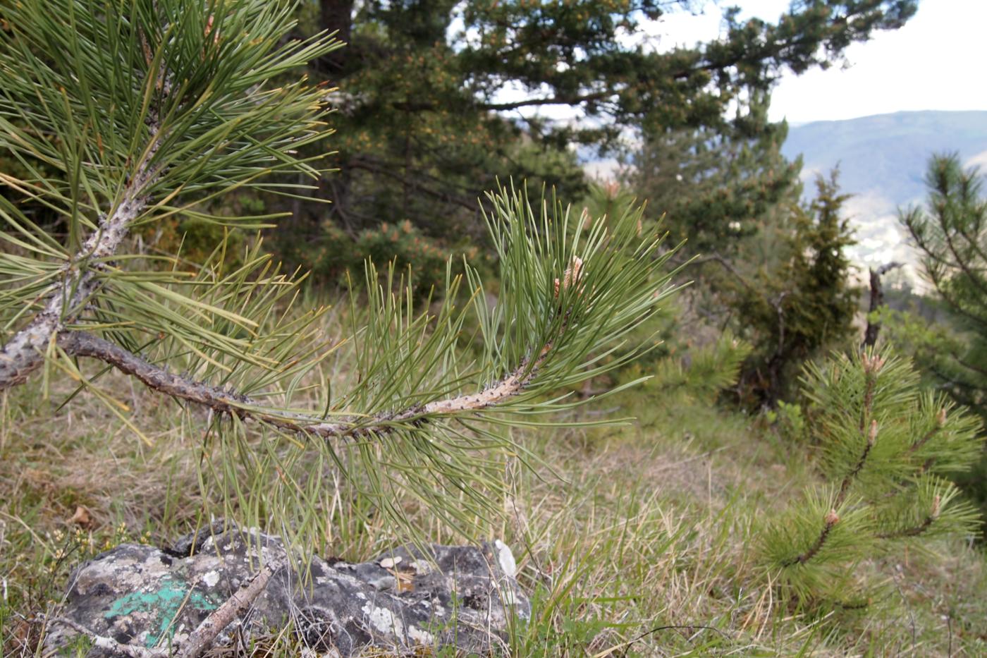 Pine, Austrian leaf